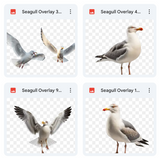 Magical Seagull Overlays