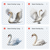 Magical Swan Overlays