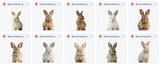 The Spring Bunny Bundle