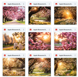 Ultimate Apple Blossoms Background Bundle