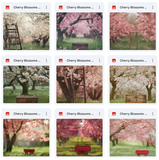 Ultimate Cherry Blossoms Background Bundle