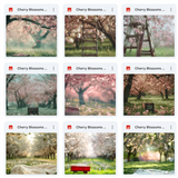 Ultimate Cherry Blossoms Background Bundle