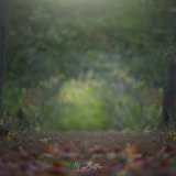 Digital Background: Glints of Fall - Meg Bitton Productions