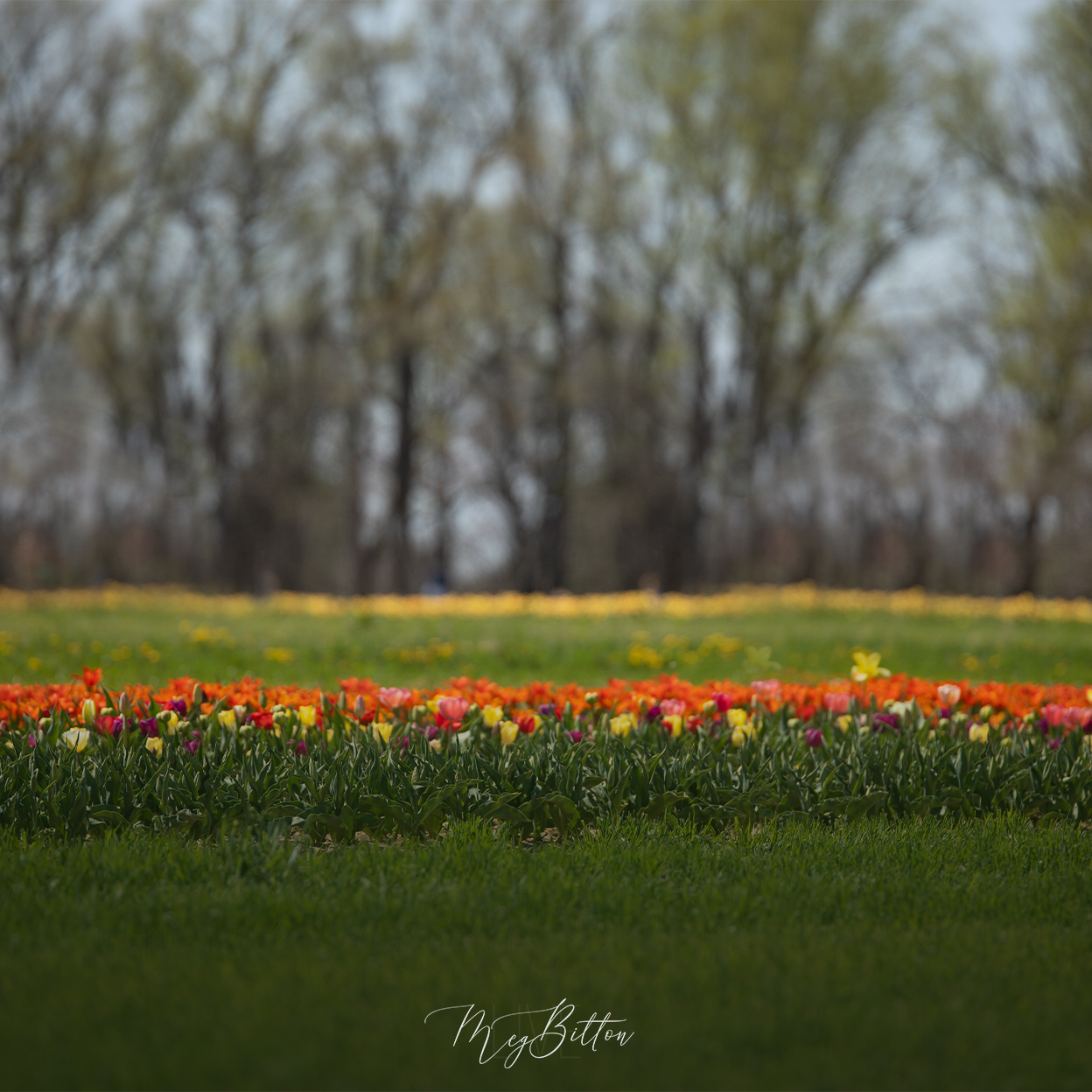 Digital Background: Tulip Horizon - Meg Bitton Productions