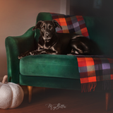 Foundations of Dark Dog Photography - December 2022 - Meg Bitton Productions