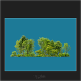 Magical Treeline Overlay - Meg Bitton Productions