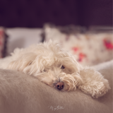 The Puppy Bundle - Meg Bitton Productions