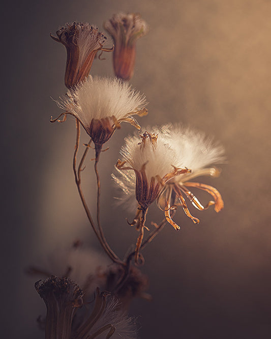 Earthly Elegance - Meg Bitton Productions