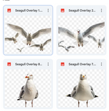 Magical Seagull Overlays
