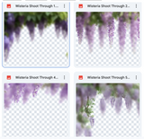Wisteria Shoot Through Bundle