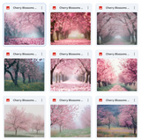Ultimate Cherry Blossoms Background Bundle