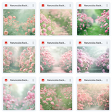 Ultimate Ranunculus Background Bundle