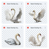 Magical Swan Overlays