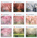 Ultimate Cherry Blossoms Background Bundle