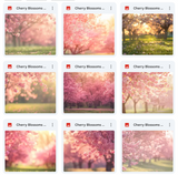 Ultimate Cherry Blossoms Background Bundle