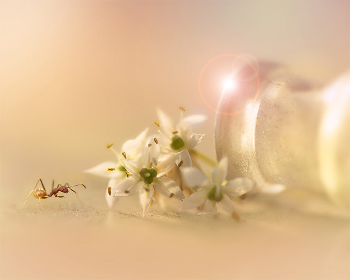 Adventurous Ant - Meg Bitton Productions