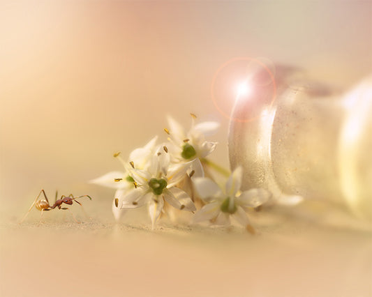 Adventurous Ant - Meg Bitton Productions