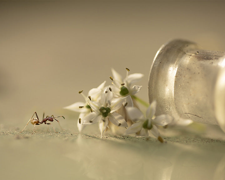 Adventurous Ant - Meg Bitton Productions