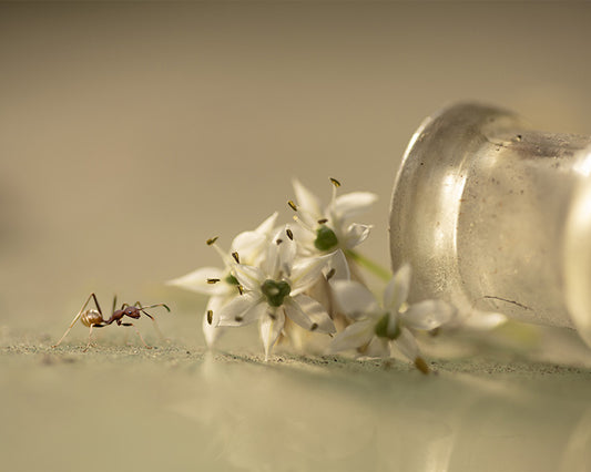 Adventurous Ant - Meg Bitton Productions