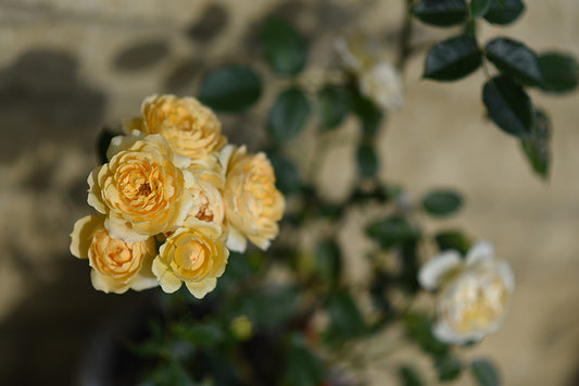 Sunshine Roses - Meg Bitton Productions