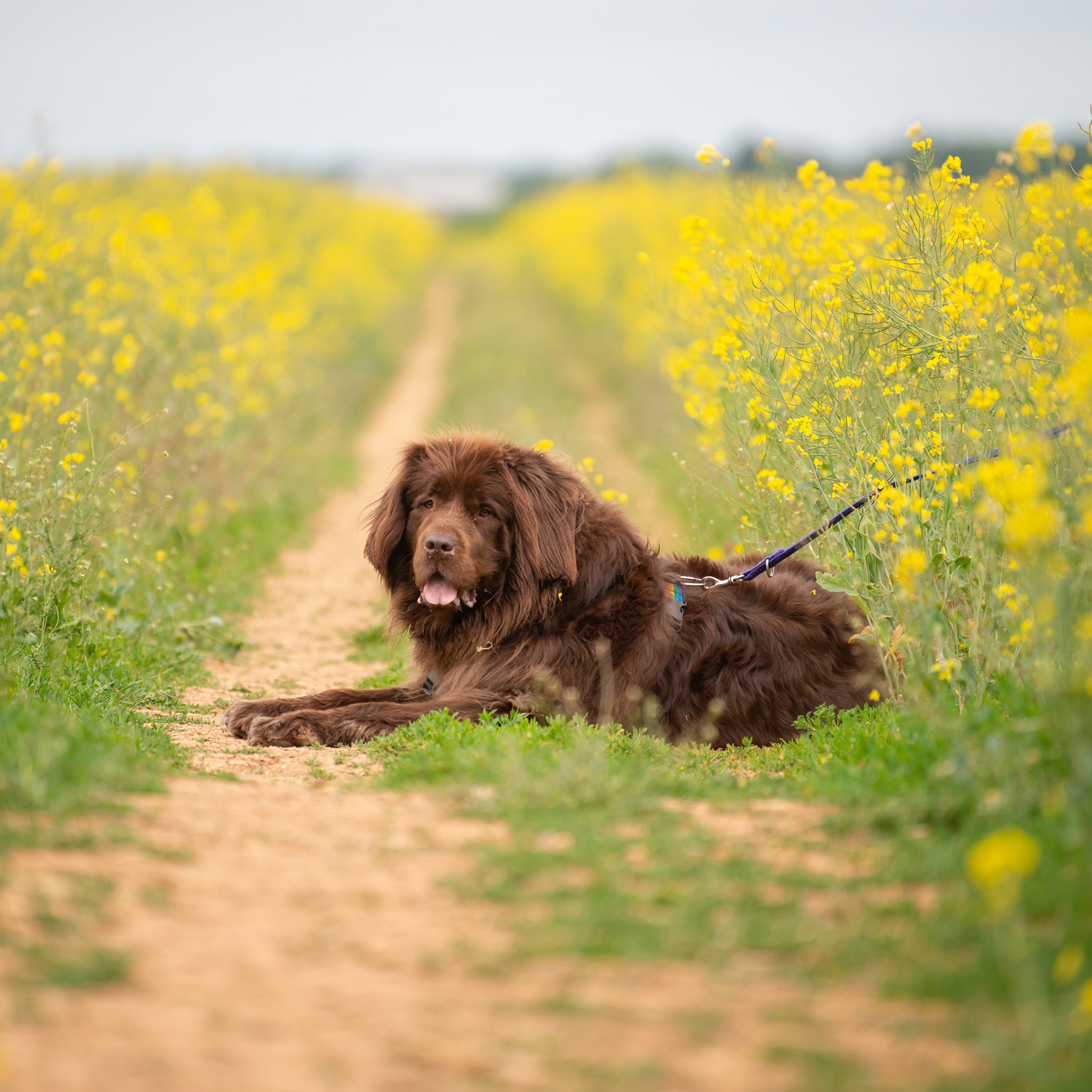 Field Pup - Meg Bitton Productions