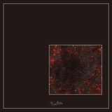 Magical Single Texture - Phoenix Ashes - Meg Bitton Productions