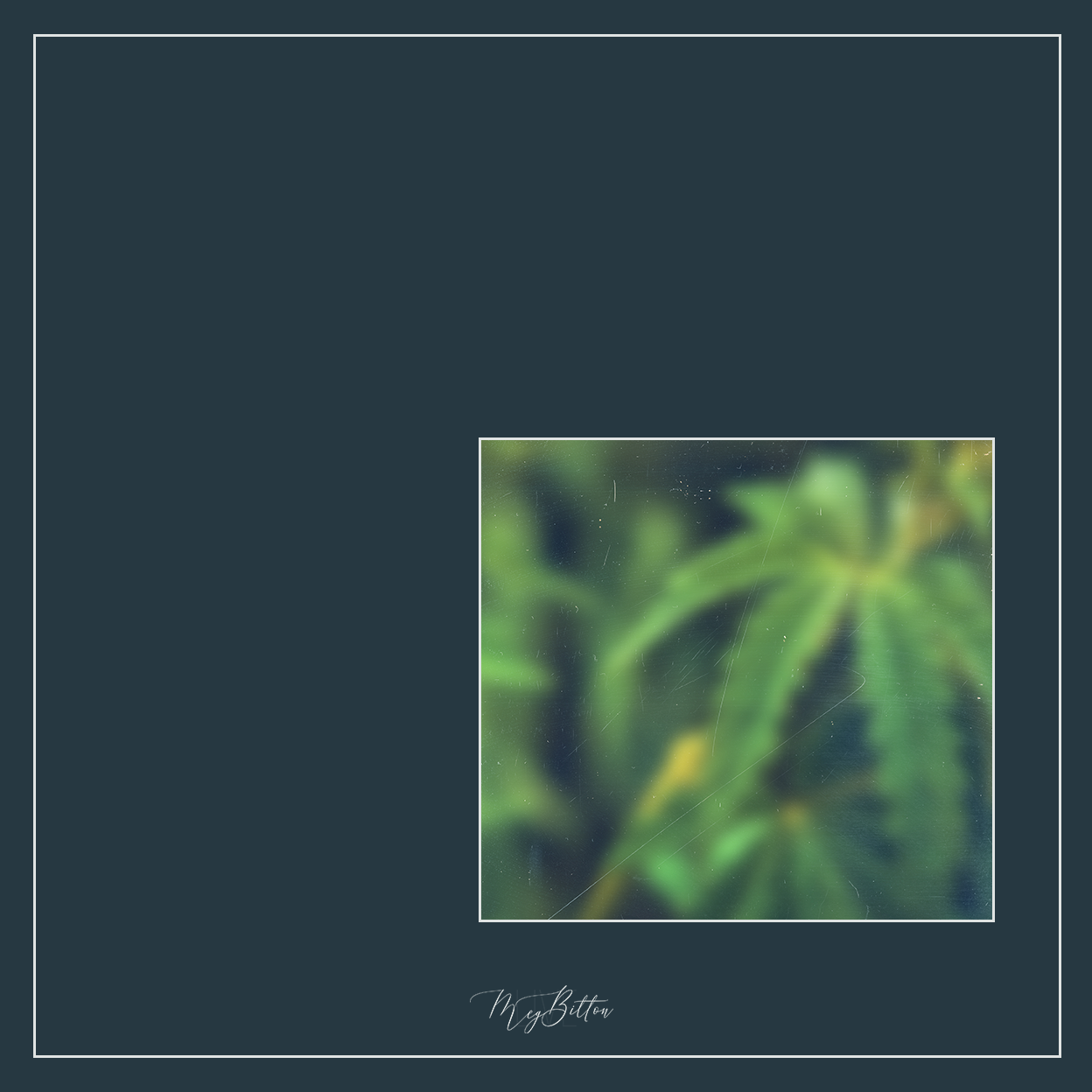 Magical Single Texture - Weed Wonder - Meg Bitton Productions
