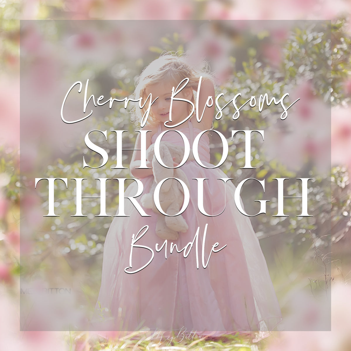 Cherry Blossoms Shoot Through Bundle