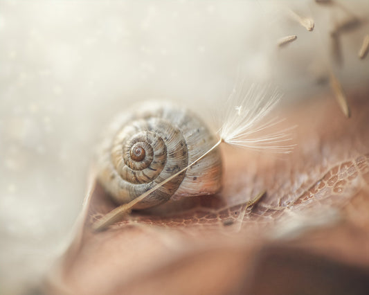 Soft Spiral - Meg Bitton Productions