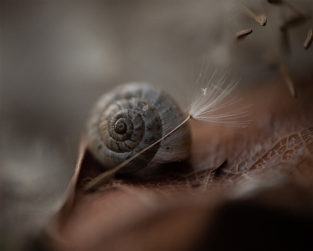 Soft Spiral - Meg Bitton Productions