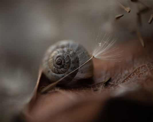 Soft Spiral - Meg Bitton Productions