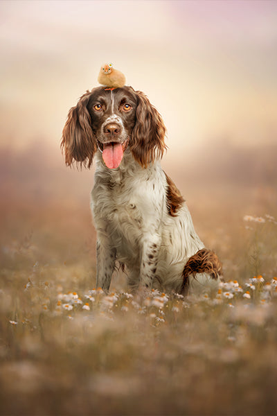 Spiffy Spaniel - Meg Bitton Productions