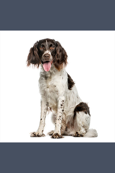 Spiffy Spaniel - Meg Bitton Productions