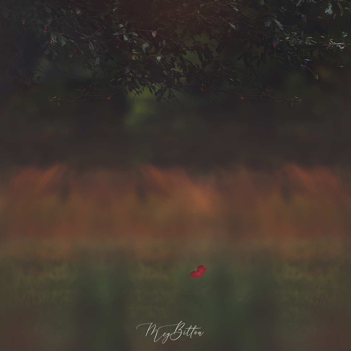 Digital Background: Falling Leaf - Meg Bitton Productions