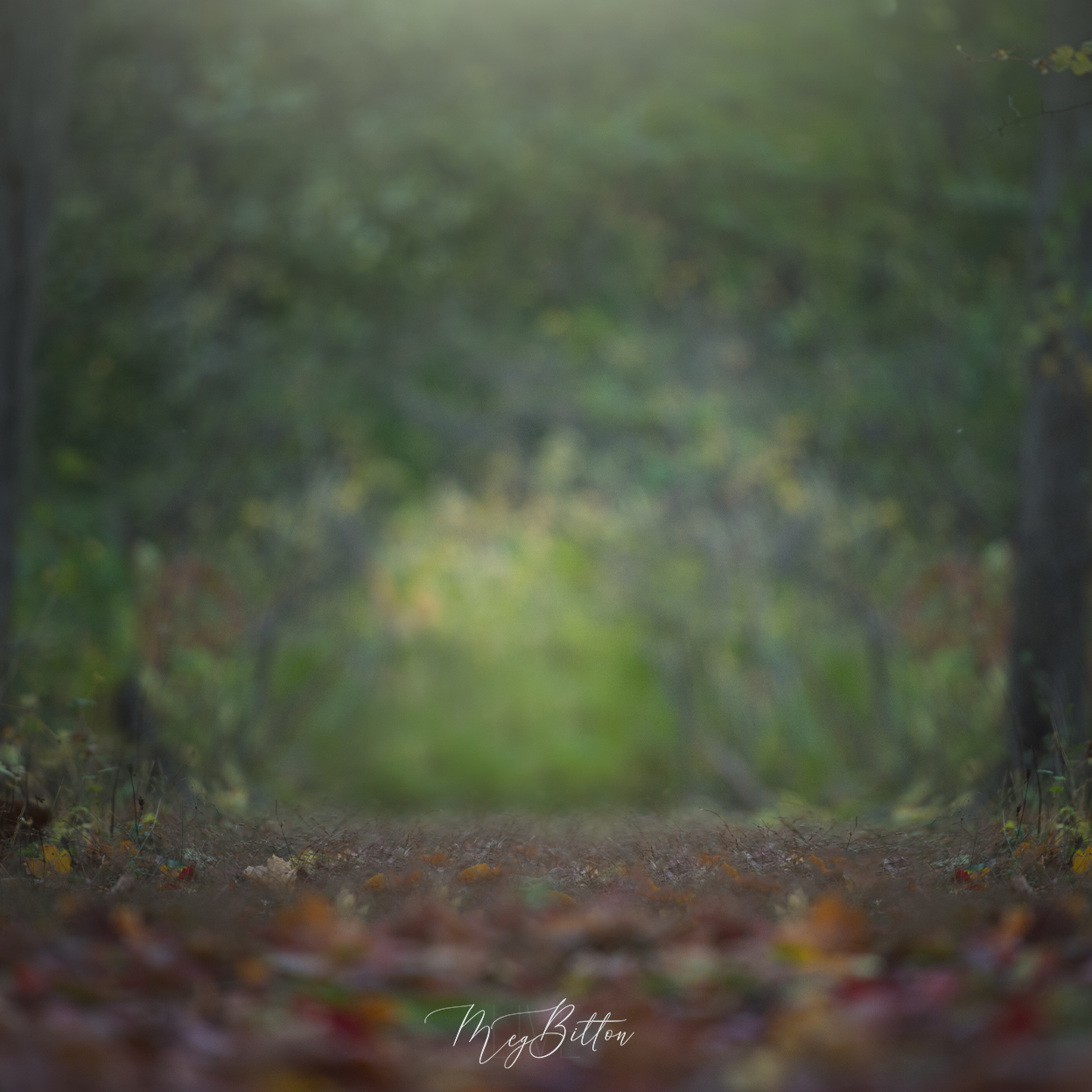 Digital Background: Glints of Fall - Meg Bitton Productions