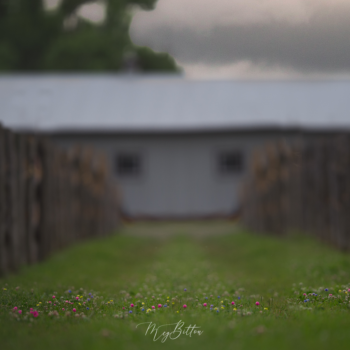 Digital Background: Lollipop Grass - Meg Bitton Productions