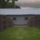 Digital Background: Lollipop Grass - Meg Bitton Productions