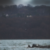 Digital Background: Stormy Hudson - Meg Bitton Productions