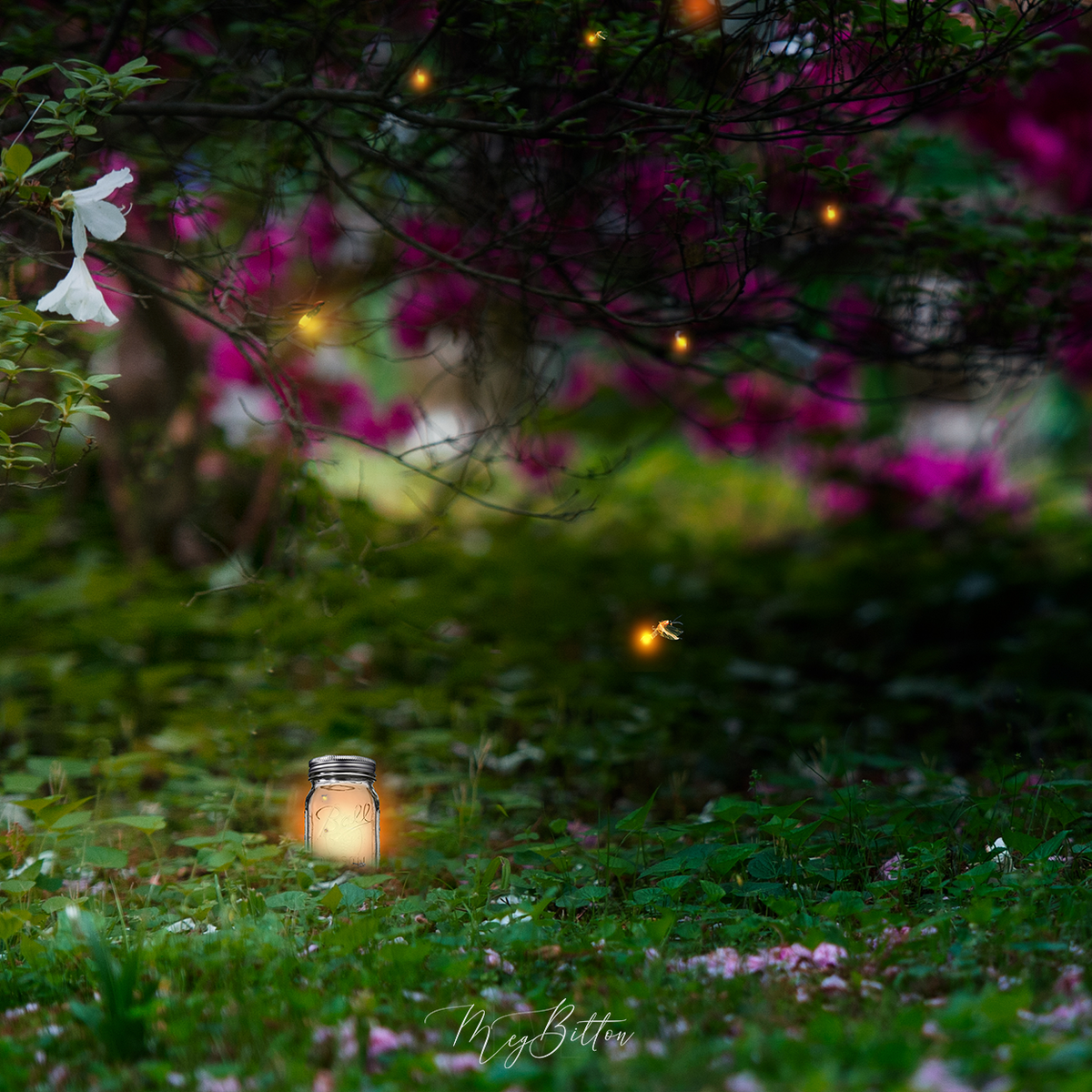 Digital Background: Summer Nights - Meg Bitton Productions