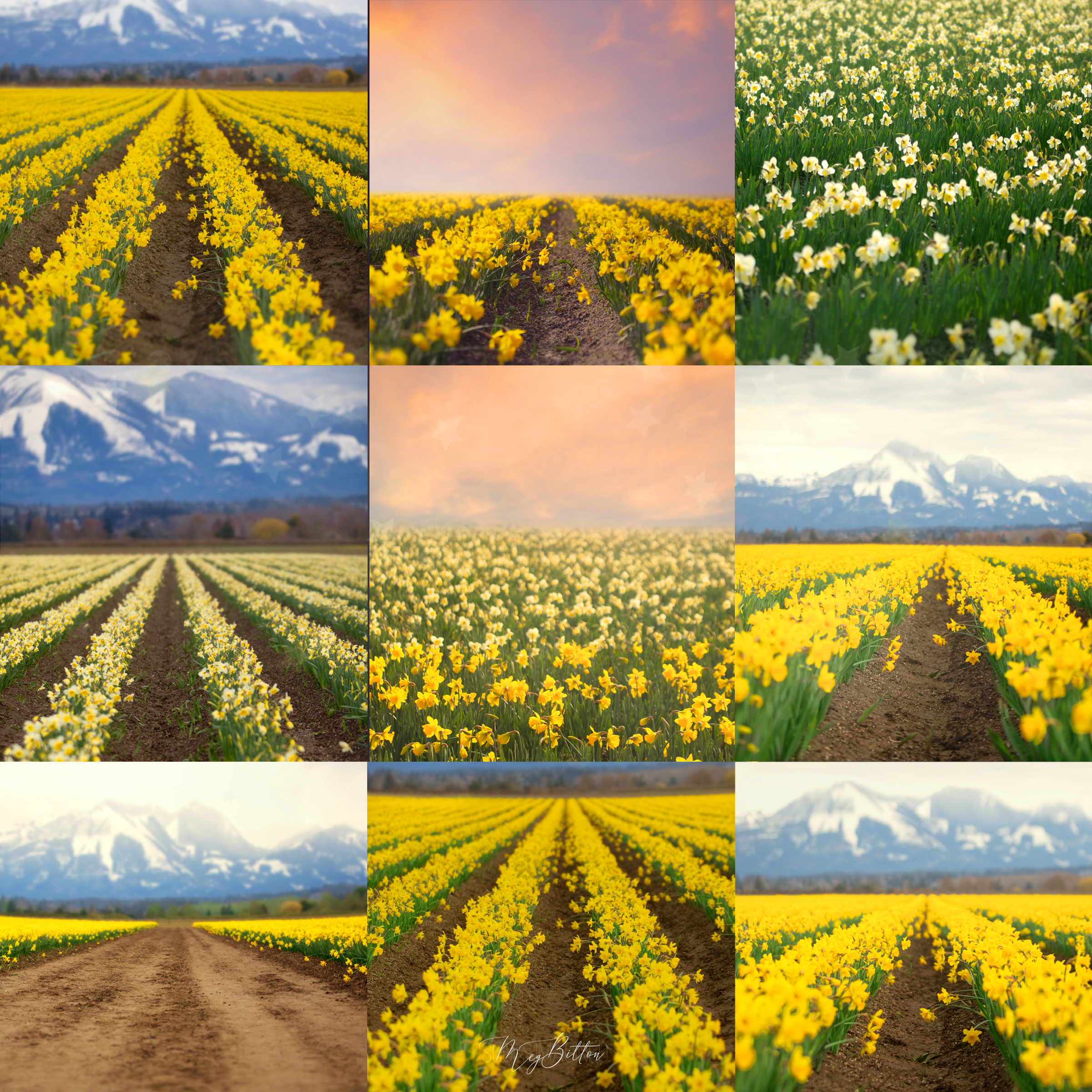 Daffodil Field Digital Background Bundle - Meg Bitton Productions