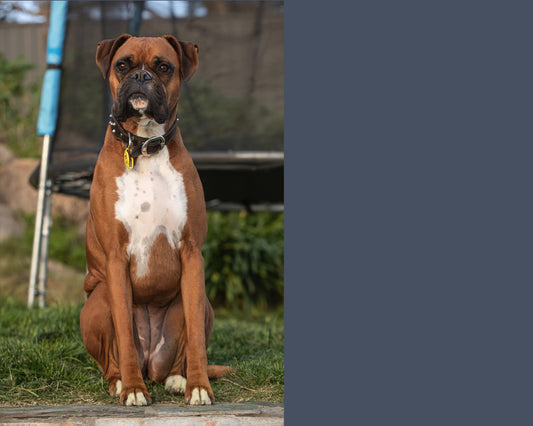 The Boxer - Meg Bitton Productions