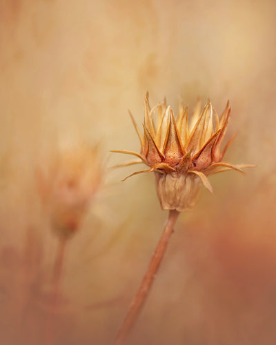Quiet Macro - Meg Bitton Productions