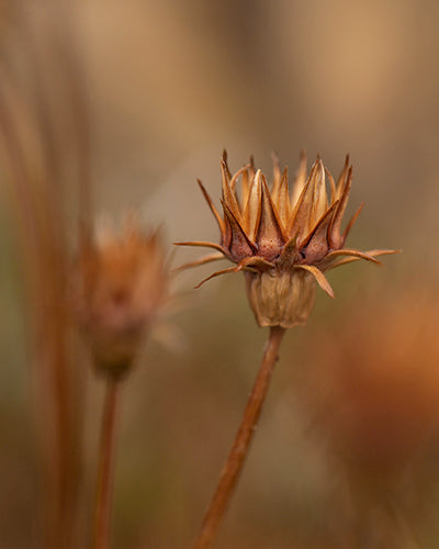 Quiet Macro - Meg Bitton Productions