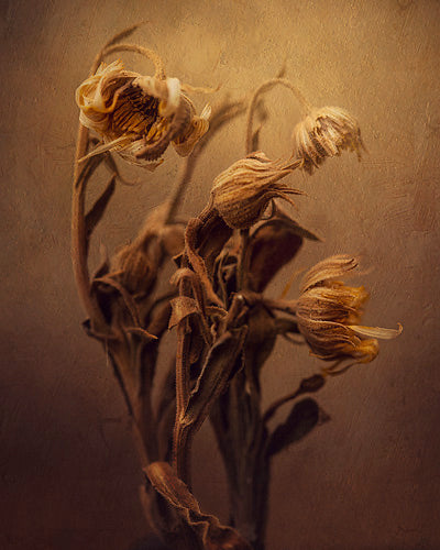Macro Beauty - Meg Bitton Productions
