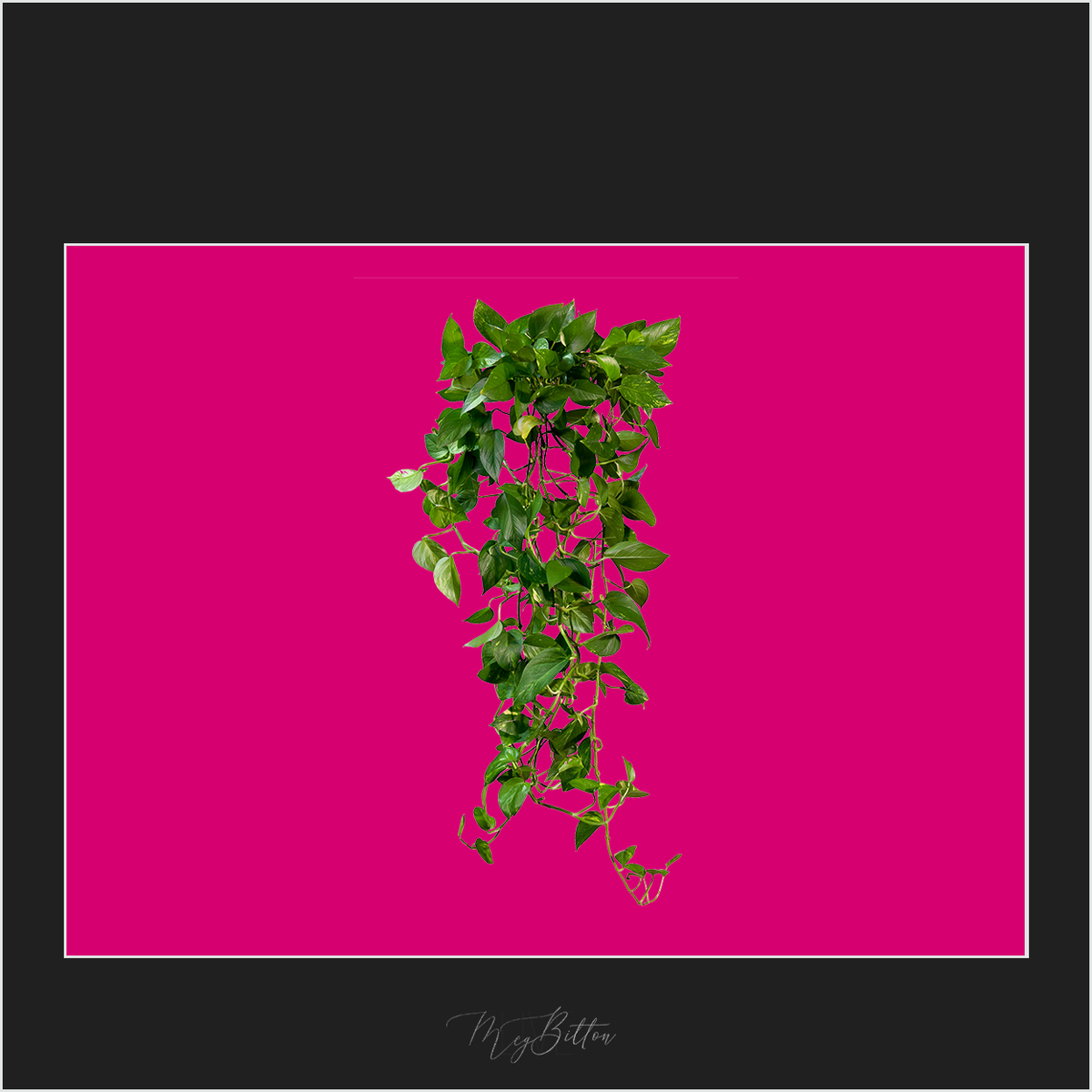 Magical Ivy Vines Overlay - Meg Bitton Productions
