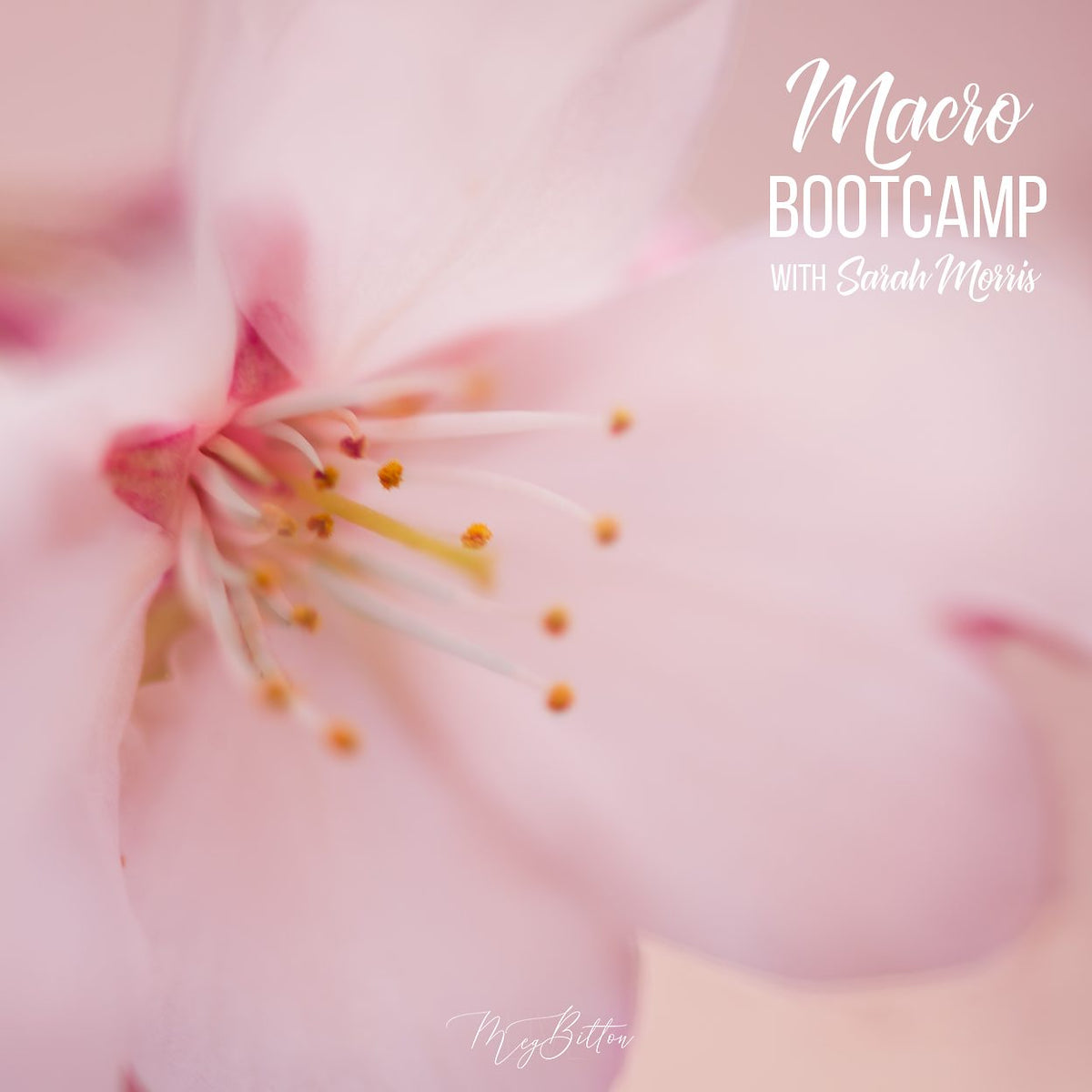 Macro Bootcamp - October 2019 - Meg Bitton Productions