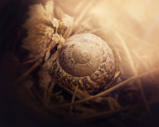 Spotlight Snail - Meg Bitton Productions