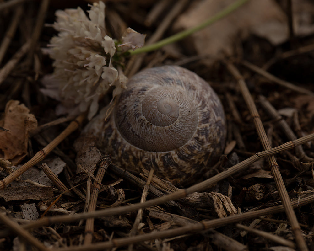 Spotlight Snail - Meg Bitton Productions