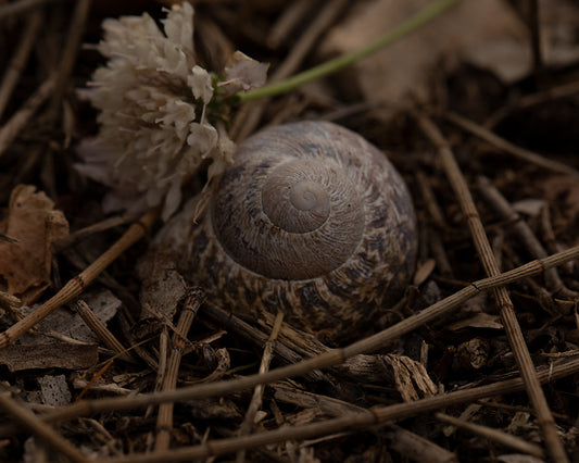 Spotlight Snail - Meg Bitton Productions