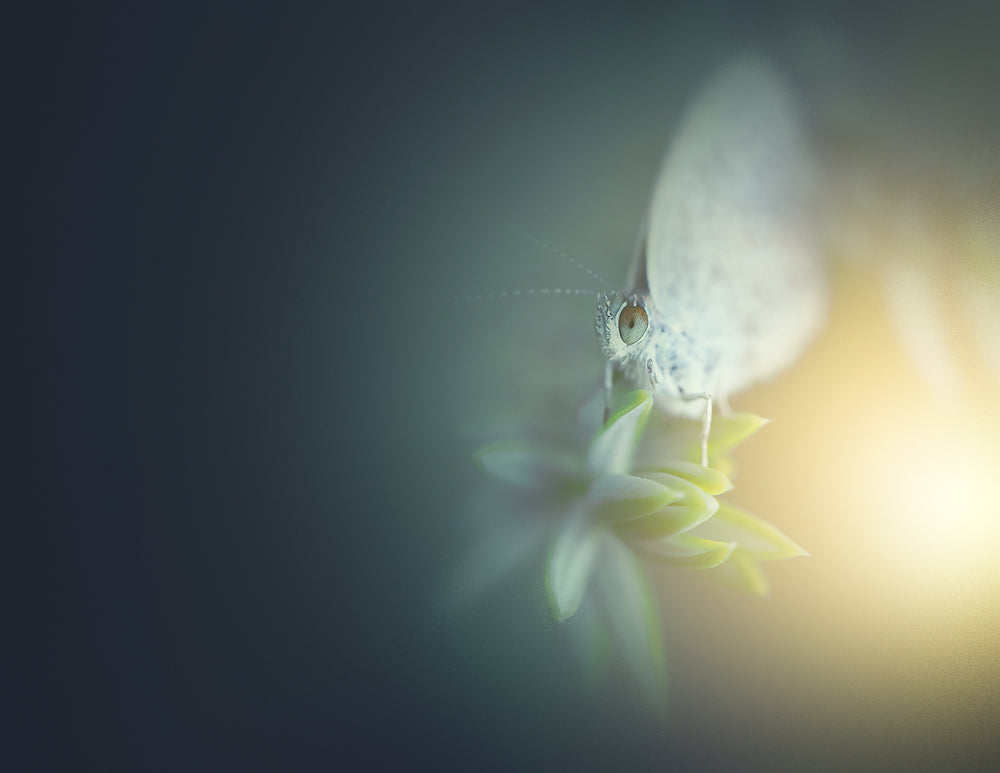 Sunset Moth - Meg Bitton Productions